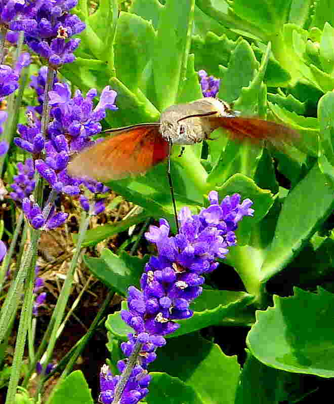 Taubenschwänzchen