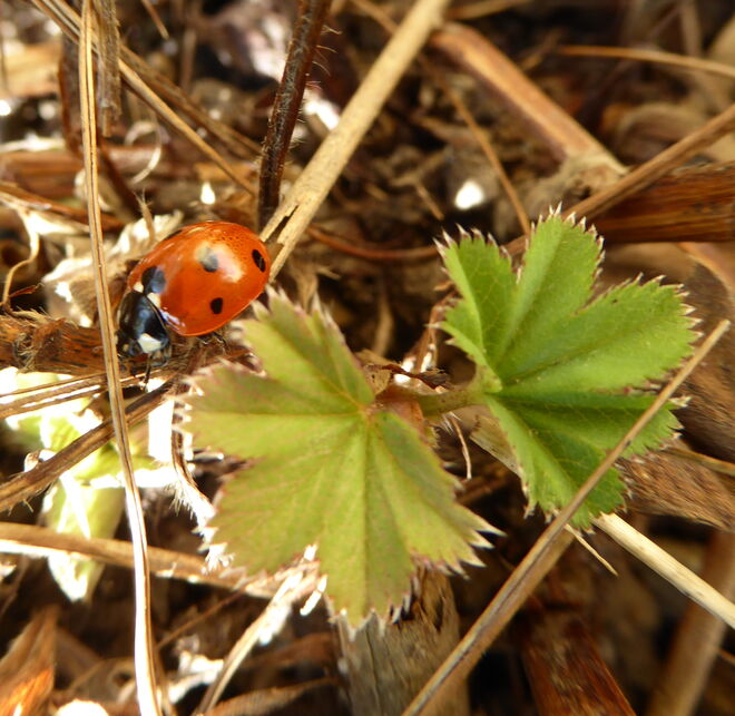 ein Marienkäferl auf Entdeckungsreise..