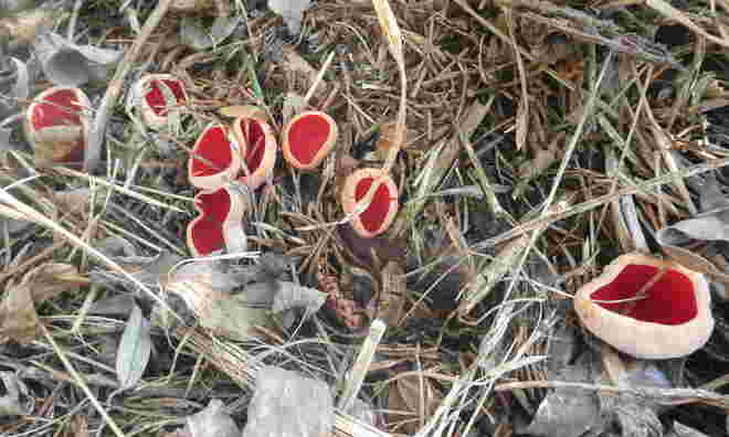 rote Becherlinge