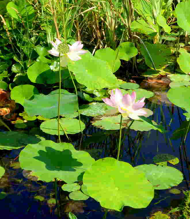 die Lotusblüte