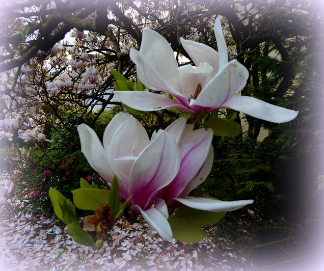 Magnolienblüten
