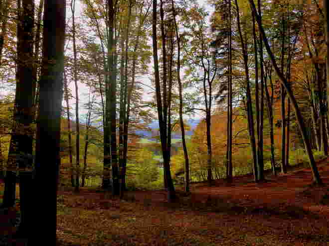 Herbstwald