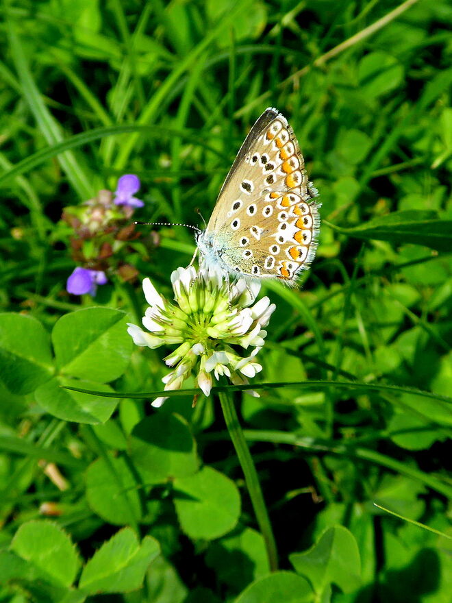 ein Bläuling auf dem Weißklee