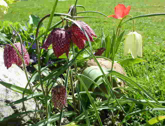 die Schachbrettblume blüht..