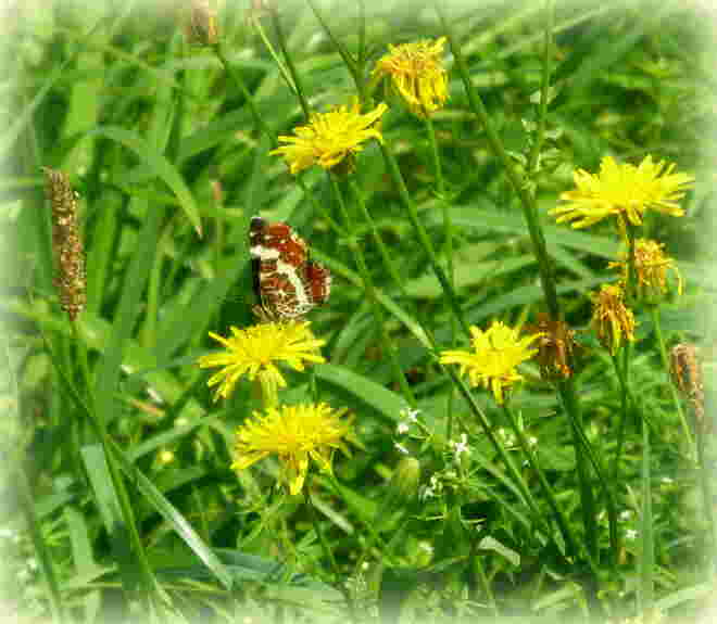 das Landkärtchen