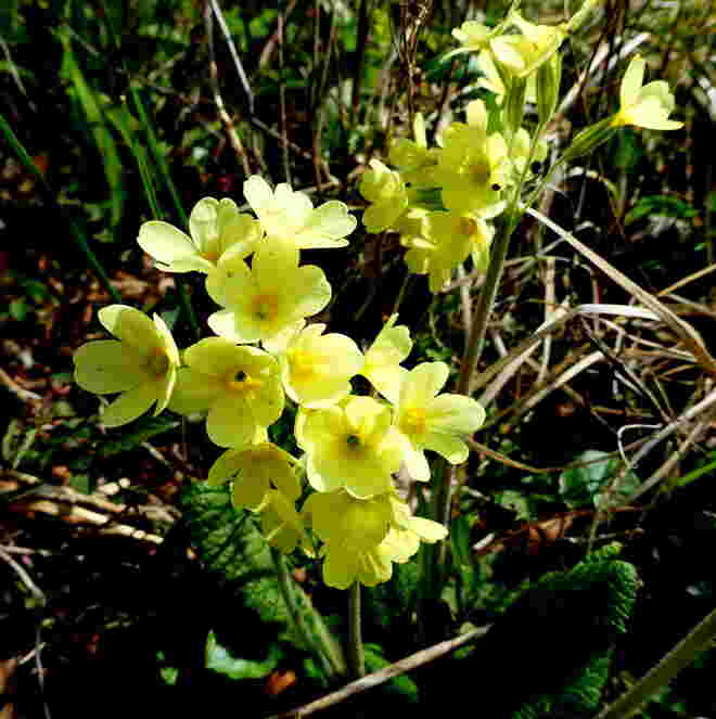 die Schlüsselblume blüht..