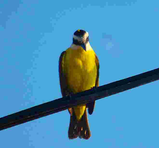 Tropenvogel 