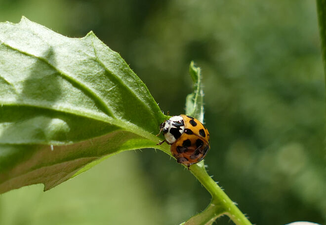 Gekommen um zu bleiben...
