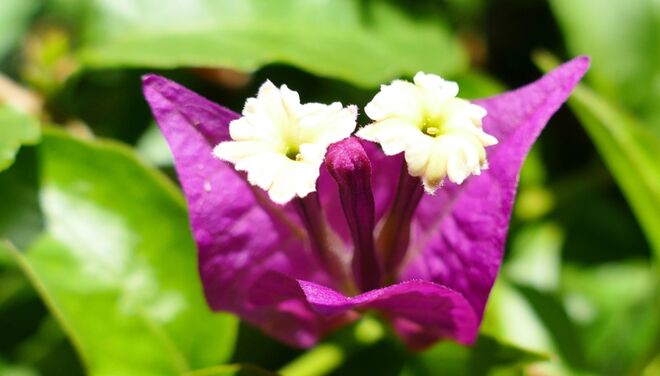 Zwilling von Drillingsblume