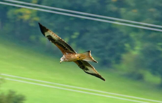 Rotmilan im Rabenrevier   