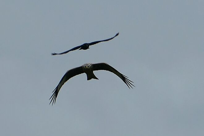 Milan wird vom mutigen Raben verjagt