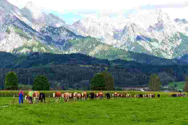 Almabtrieb von der Neuhauser Alm 1600 Hm  