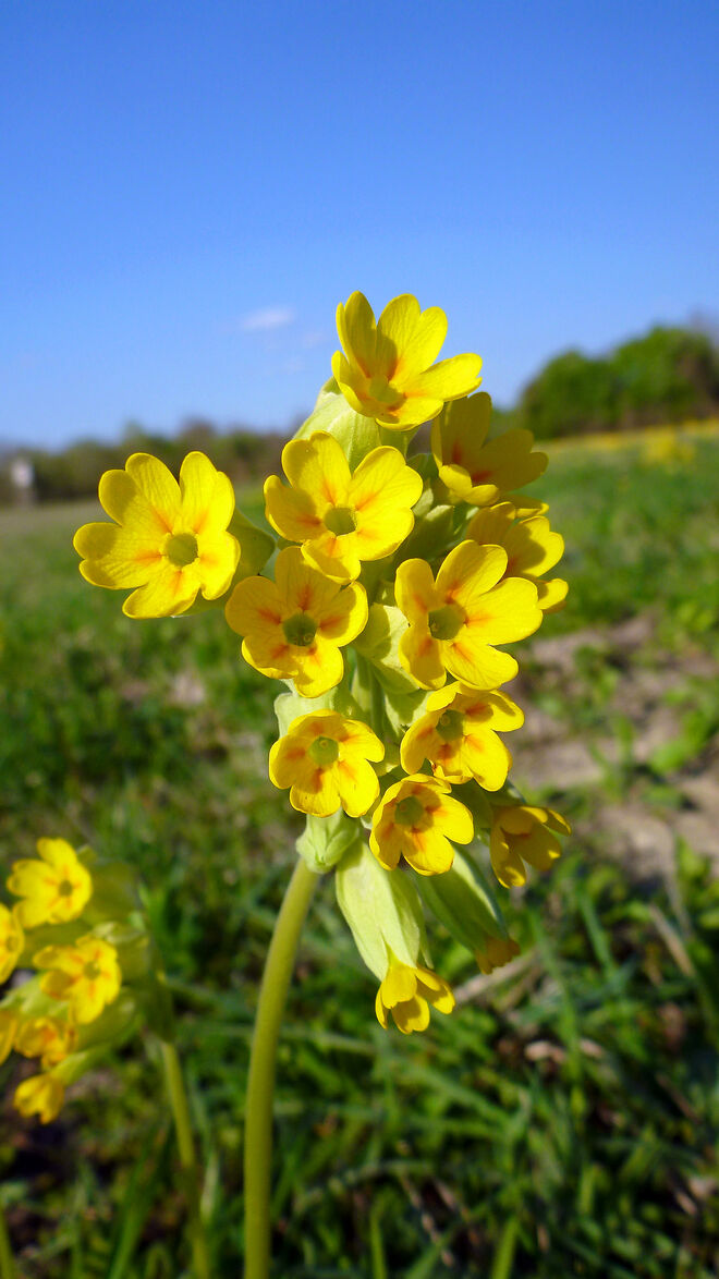 Gold-Schlüsselblume