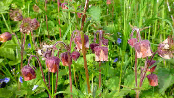 Die Wunder-Laternen der Fee Flora