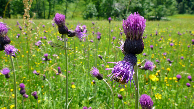 Kratzbürstige Schönheiten