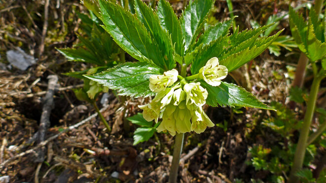 Neunblättrige Zahnwurz