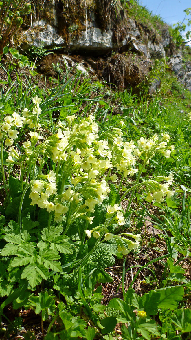 Wo noch der Frühling wohnt