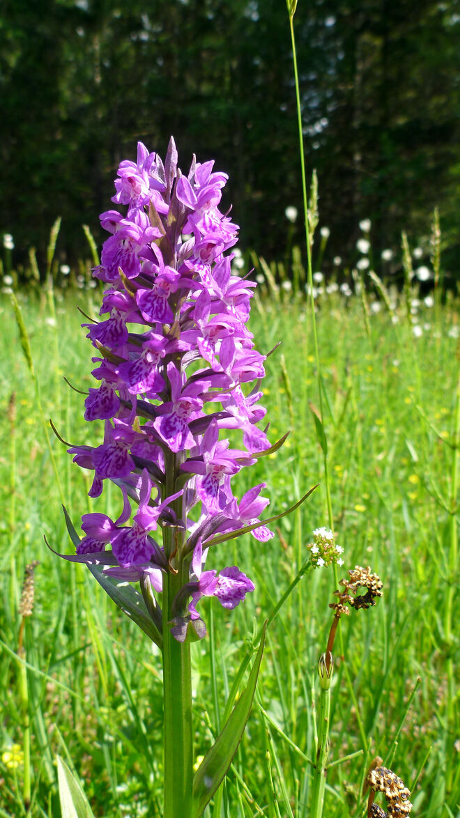 Orchideen-Schönheit unserer Heimat