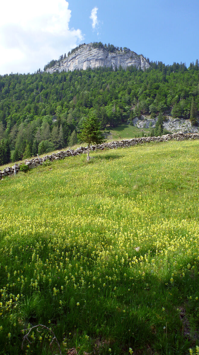 Wo die Klappertöpfe herrschen