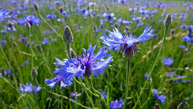 Ein blaues Wunder erleben
