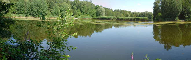 Auch im Wasser grünt es