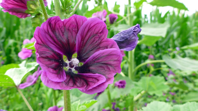 Blütenstreifen-Schönheit