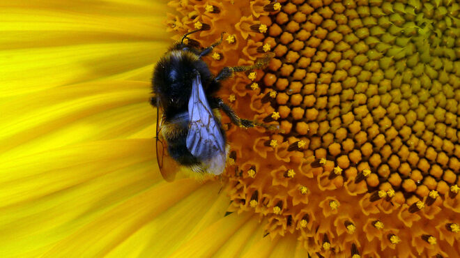 Hummelchen im Schlaraffenland