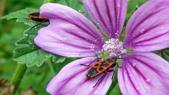 Sie steht auf Malven!