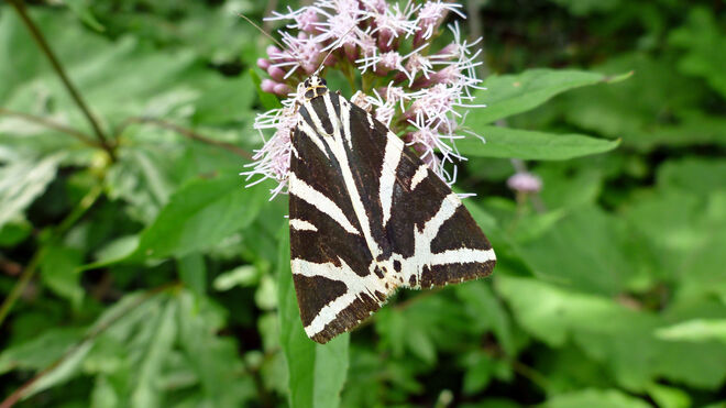 Begegnung mit einem Bären