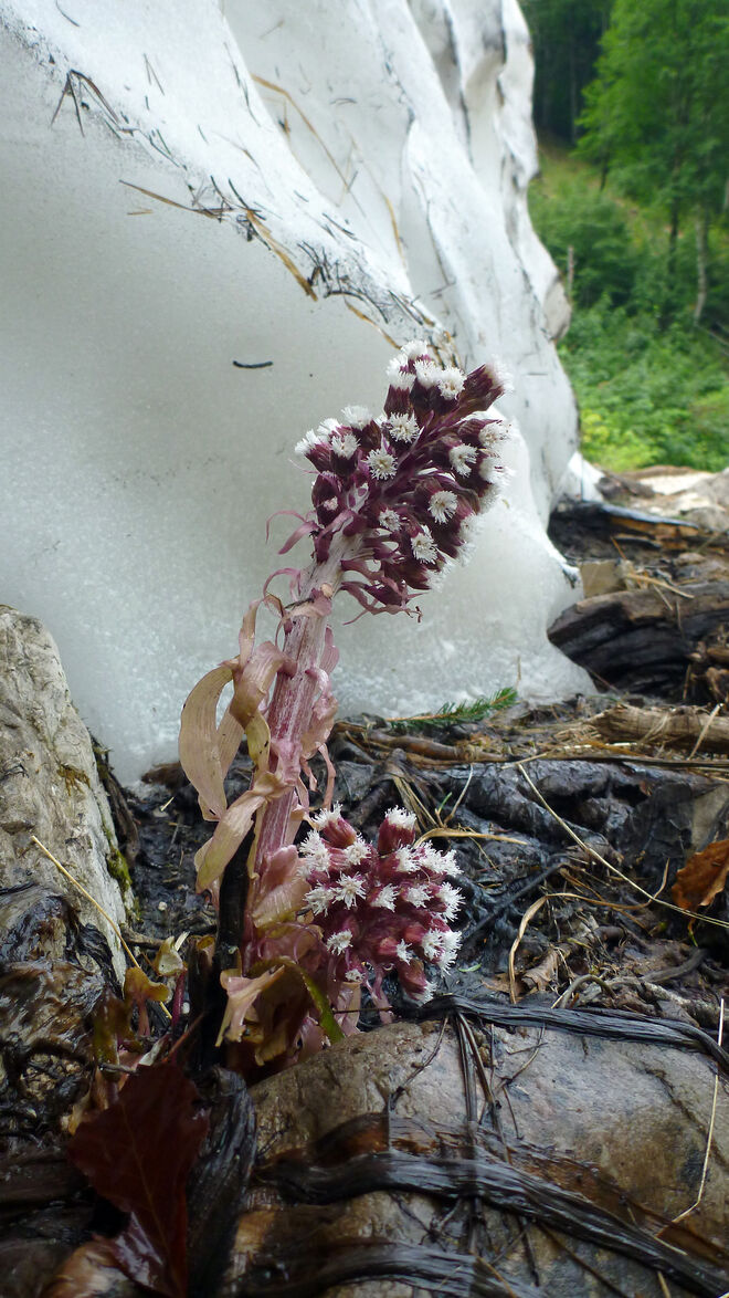 Frühling im Spätsommer