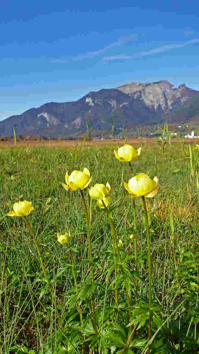 Frühling im Herbst