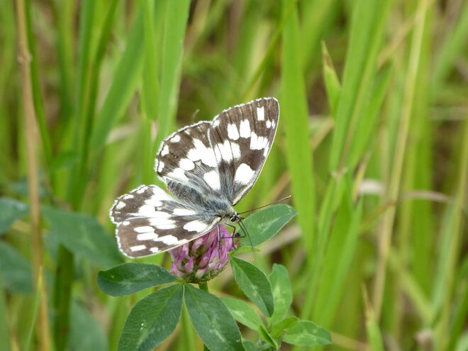ein Schachbrettfalter