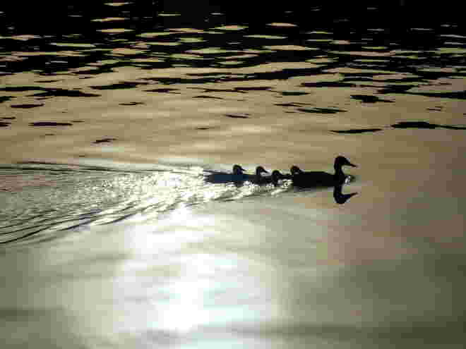 im Abendlicht..