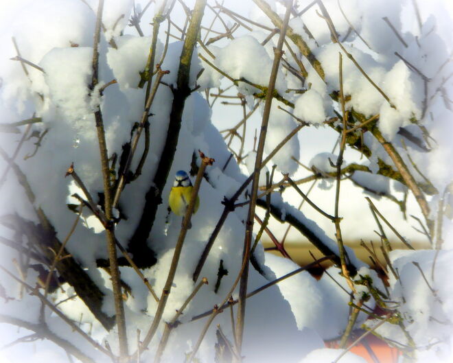 eine Blaumeise auf der Hollstauden..