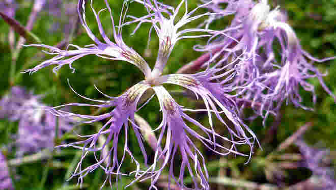 Prachtnelke 1