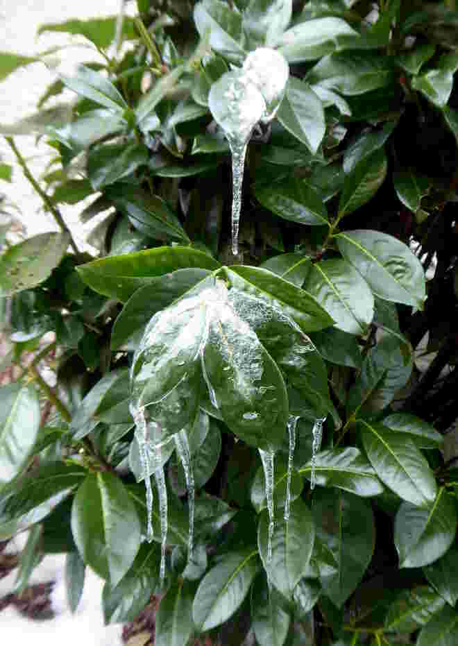 Eiszapfen