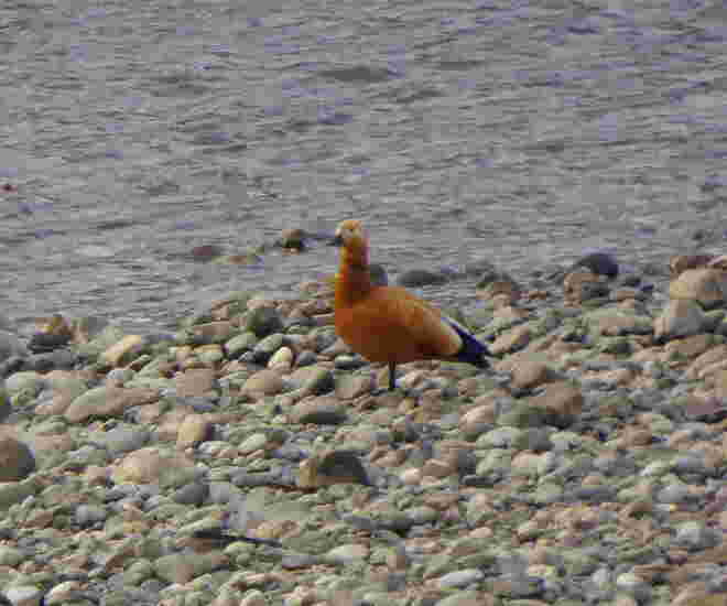 die Rostgans an der Salzach