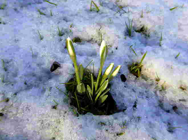 die Schneegöckerl lassen sich nicht aufhalten...