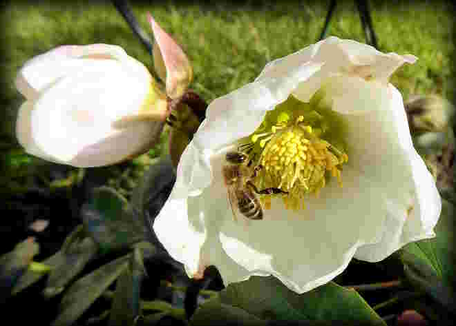 die Bienen sind schon unterwegs..