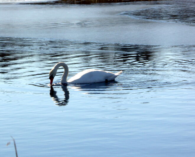 der Schwan 2