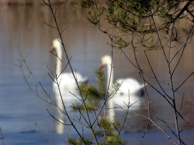 Schwäne im Hintergrund