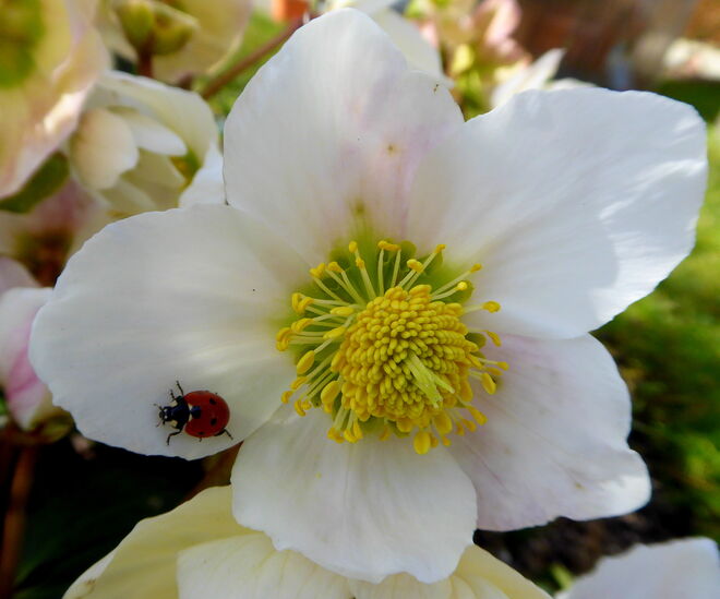 Marieenkäferl auf der Schneerosenblüte