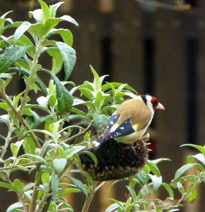 der Stieglitz ist wieder da..