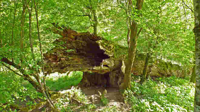Gestürzter Riese