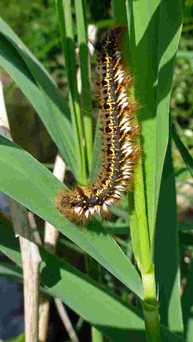 Grasglucke
