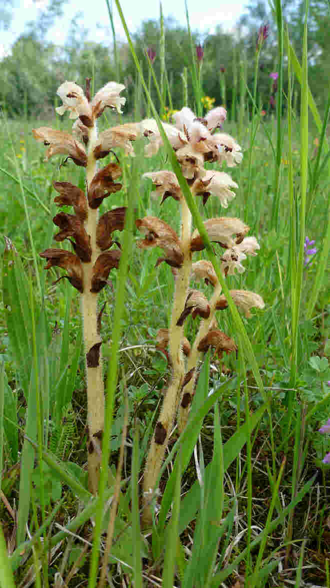 Sommerwurz
