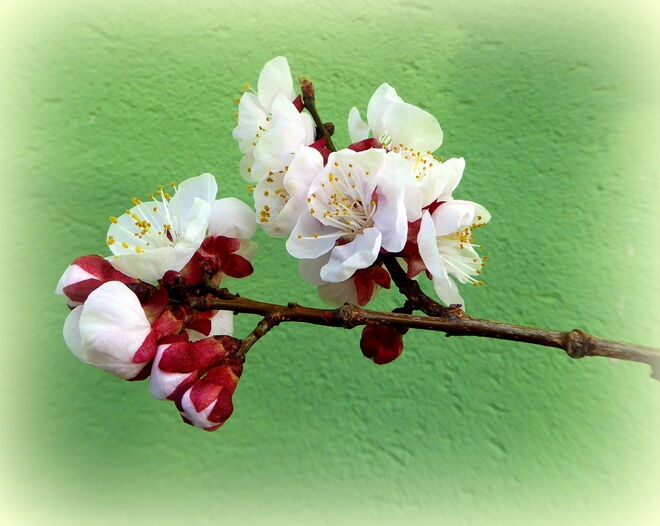 der Marillenbaum blüht schon...