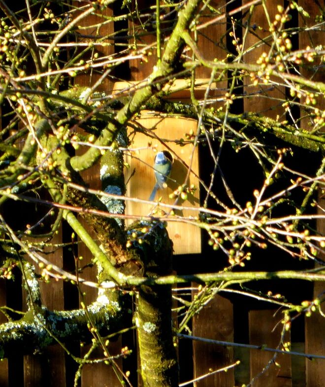 ein Nistkasten für die Blaumeisen..