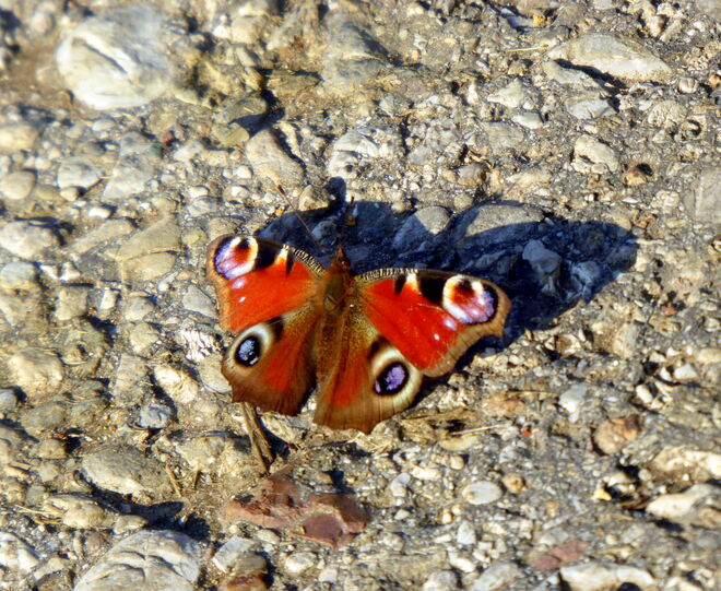 ein Tagpfauenauge in der Nachmittagsonne..