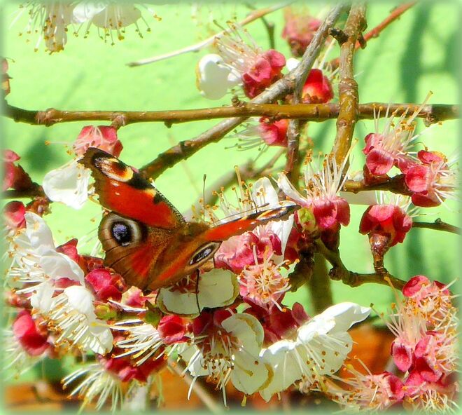 die Marillenblüten locken..